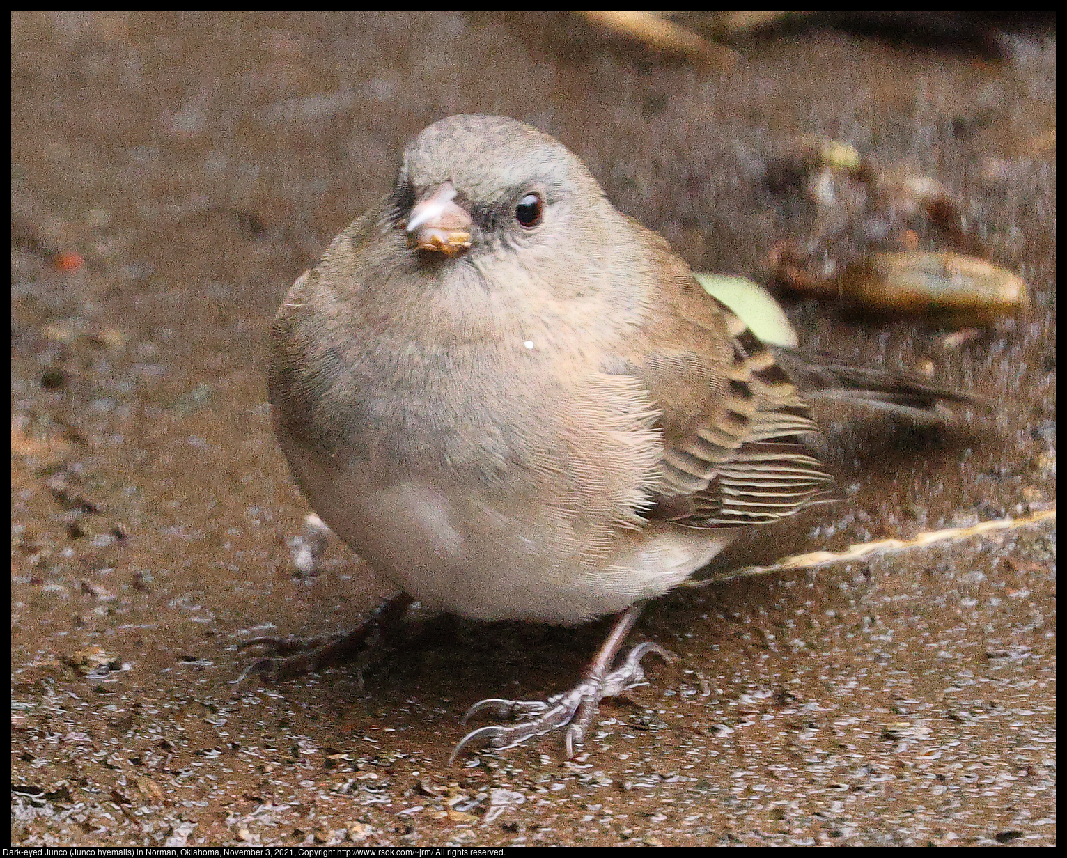 Dark-eyed Junco (Junco hyemalis) in Norman, Oklahoma, November 3, 2021