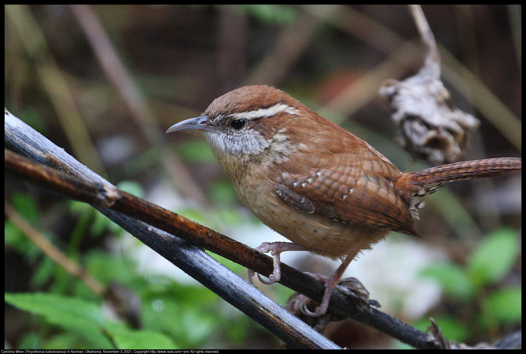 Carolina Wren (Thryothorus ludovicianus) in Norman, Oklahoma, November 3, 2021