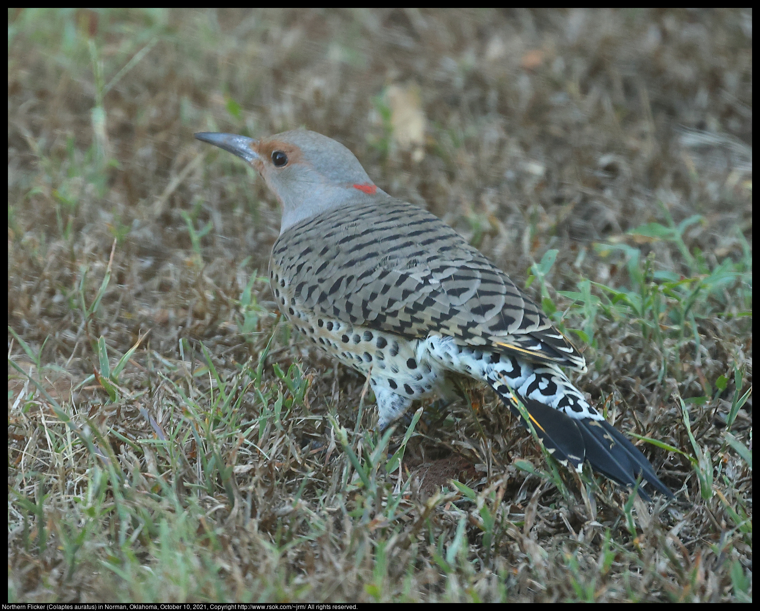 Northern Flicker (Colaptes auratus) in Norman, Oklahoma, October 10, 2021