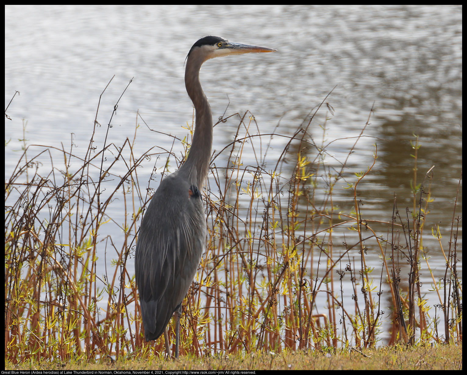 Great Blue Heron (Ardea herodias) at Lake Thunderbird in Norman, Oklahoma, November 4, 2021