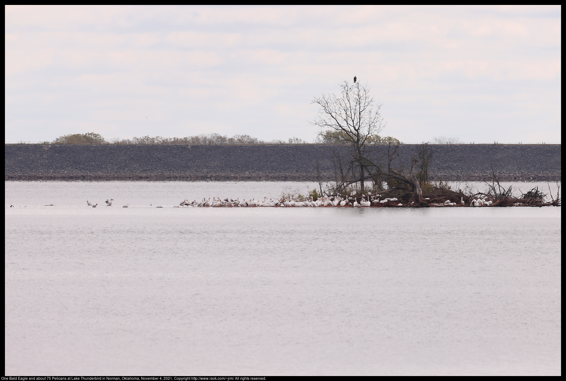 One Bald Eagle and about 75 Pelicans at Lake Thunderbird in Norman, Oklahoma, November 4, 2021