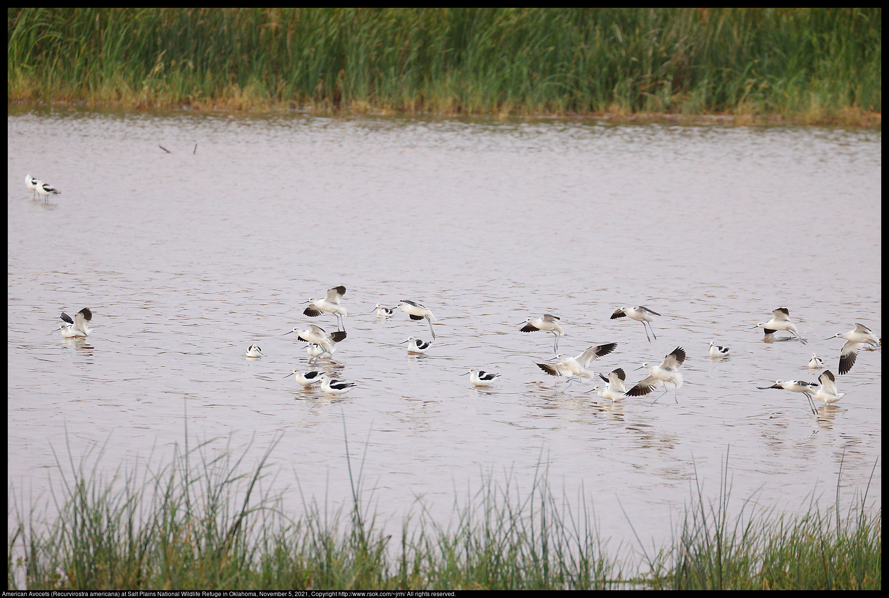 American Avocets (Recurvirostra americana) at Salt Plains National Wildlife Refuge in Oklahoma, November 5, 2021