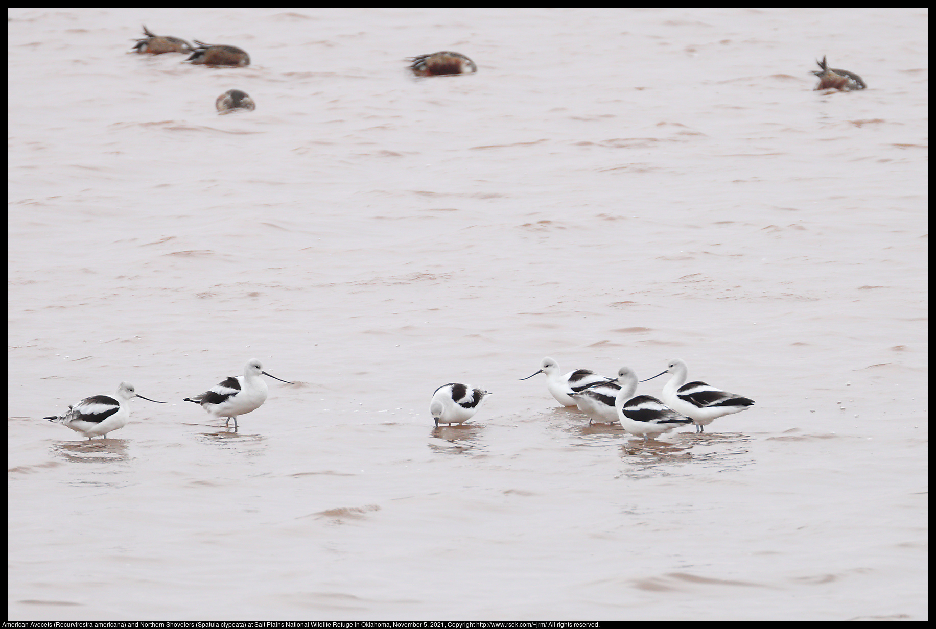 American Avocets (Recurvirostra americana) and Northern Shovelers (Spatula clypeata) at Salt Plains National Wildlife Refuge in Oklahoma, November 5, 2021