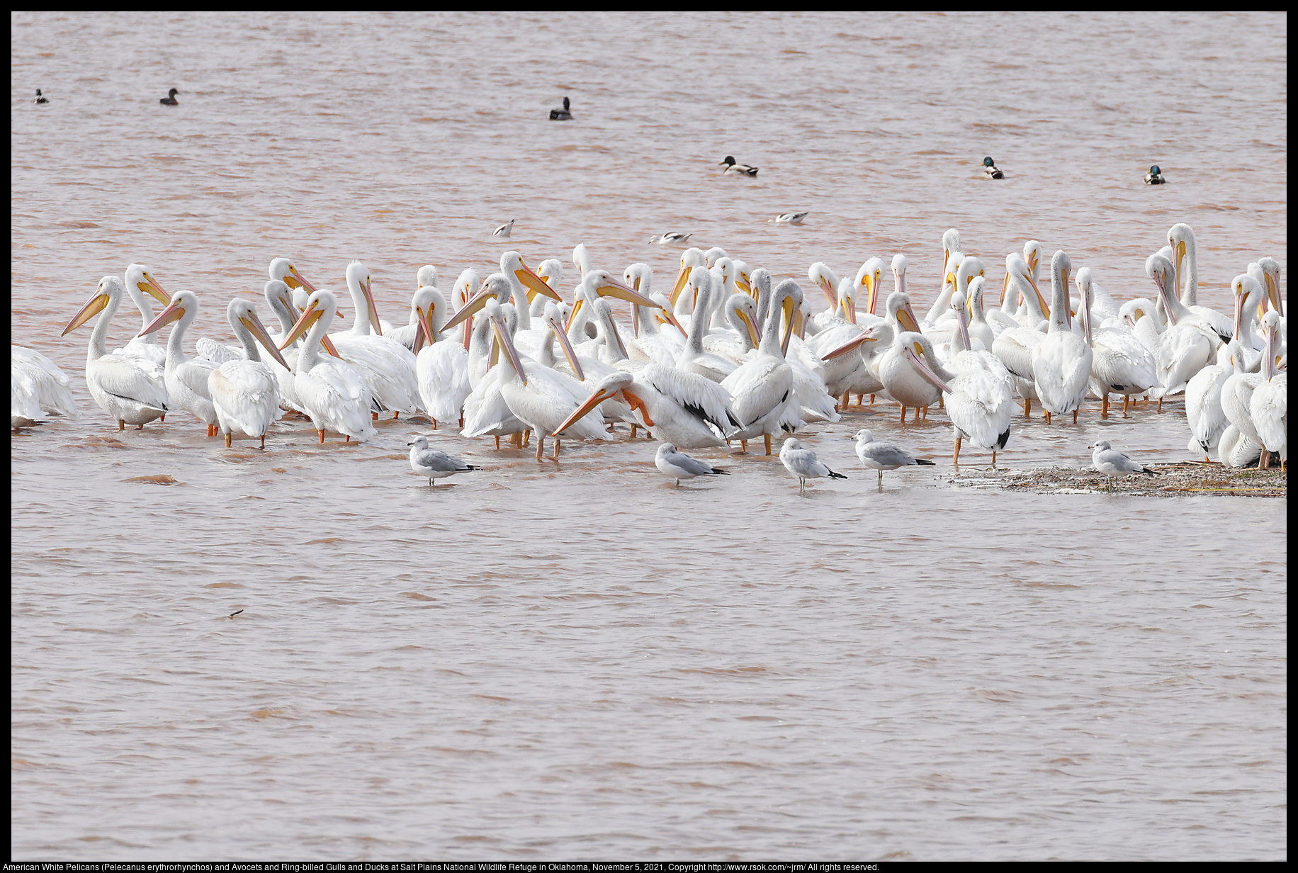 American White Pelicans (Pelecanus erythrorhynchos) and Avocets and Ring-billed Gulls and Ducks at Salt Plains National Wildlife Refuge in Oklahoma, November 5, 2021