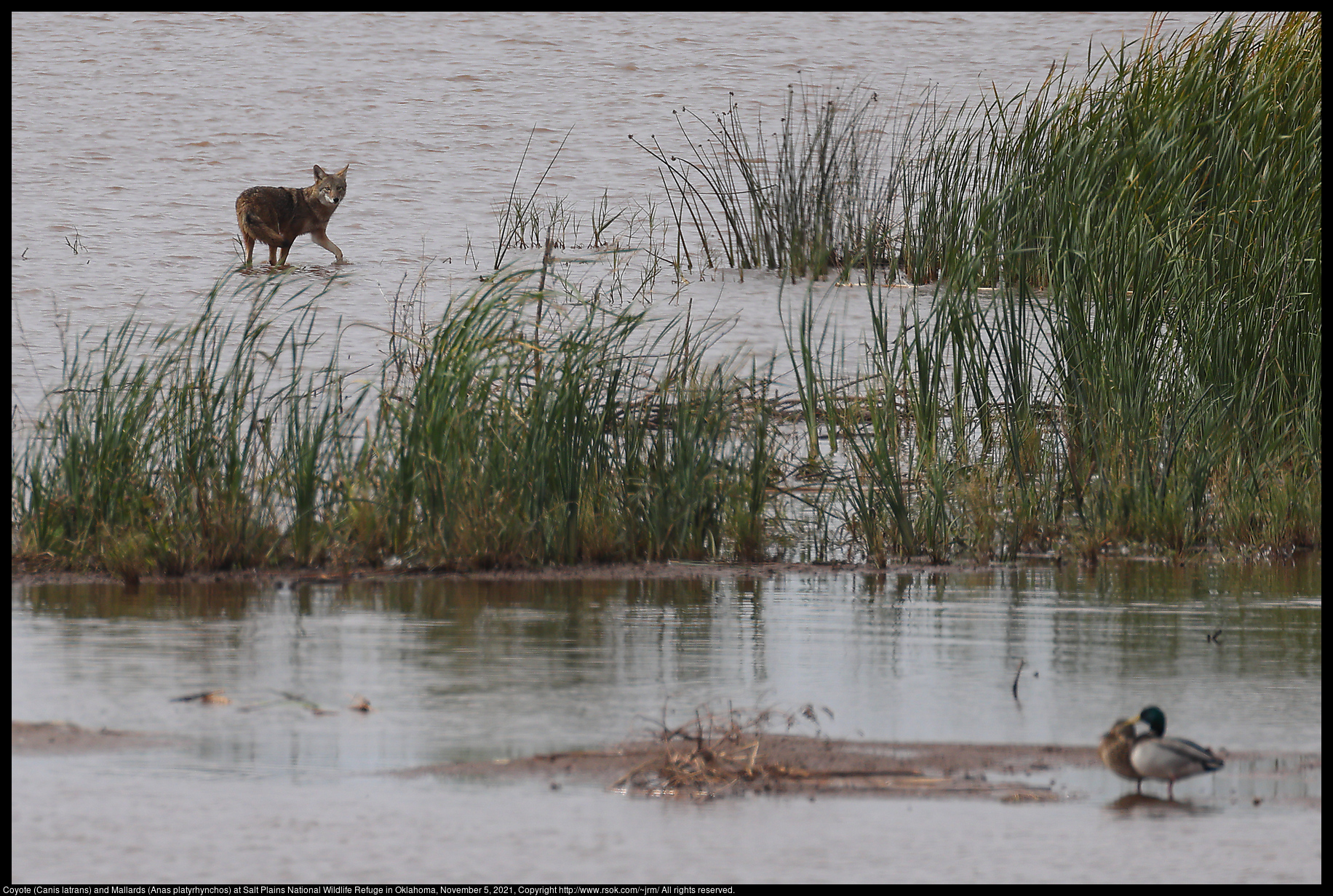 Coyote (Canis latrans) and Mallards (Anas platyrhynchos) at Salt Plains National Wildlife Refuge in Oklahoma, November 5, 2021