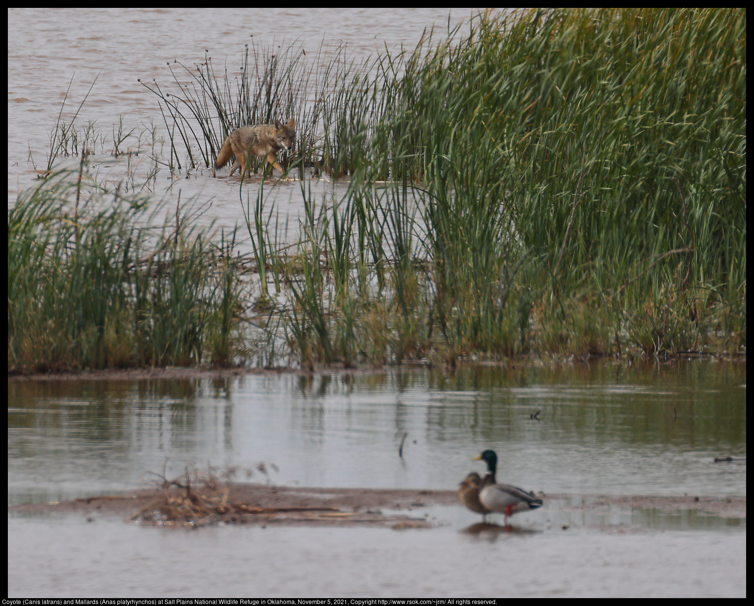 Coyote (Canis latrans) and Mallards (Anas platyrhynchos) at Salt Plains National Wildlife Refuge in Oklahoma, November 5, 2021