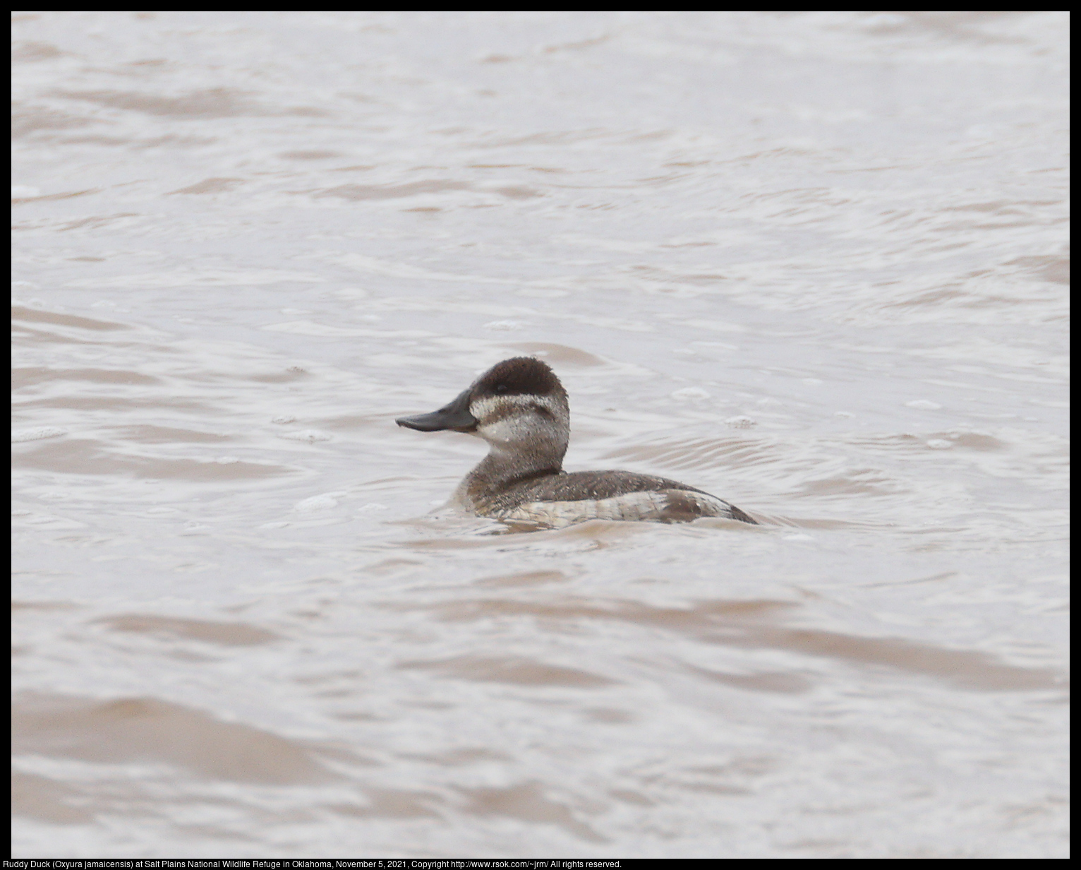 Ruddy Duck (Oxyura jamaicensis) at Salt Plains National Wildlife Refuge in Oklahoma, November 5, 2021