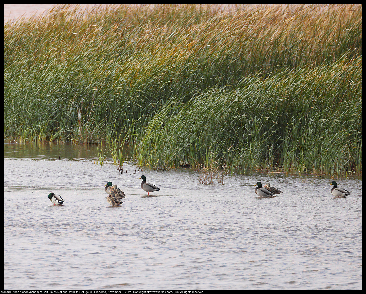 Mallard (Anas platyrhynchos) at Salt Plains National Wildlife Refuge in Oklahoma, November 5, 2021