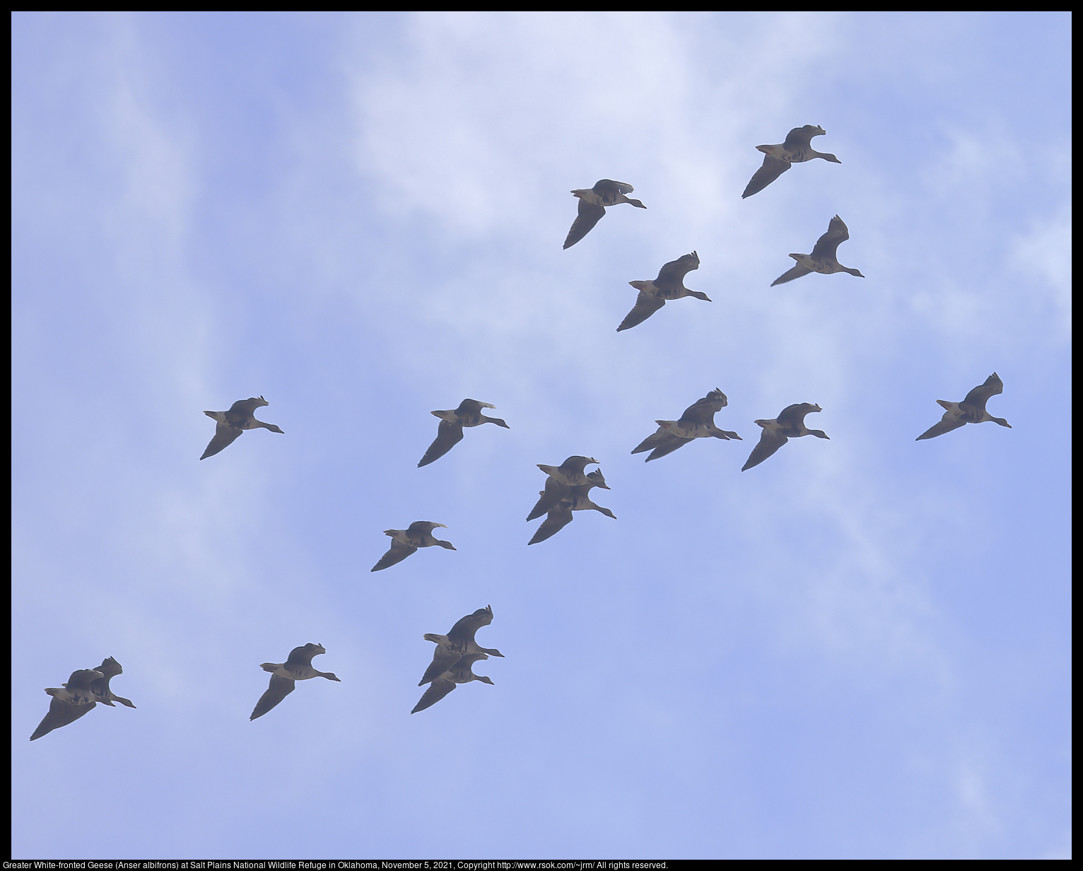 Greater White-fronted Geese (Anser albifrons) at Salt Plains National Wildlife Refuge in Oklahoma, November 5, 2021