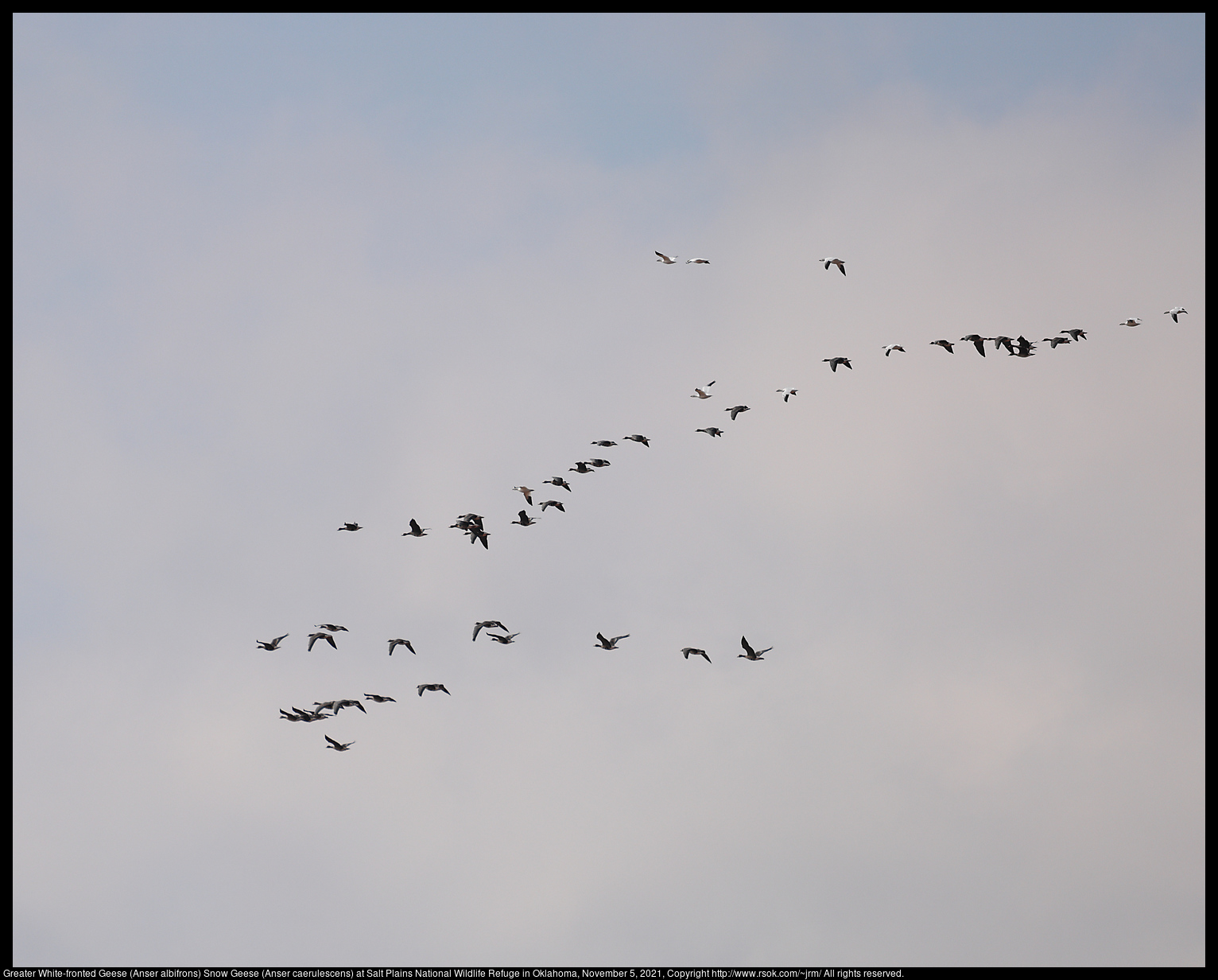 Greater White-fronted Geese (Anser albifrons) and Snow Geese (Anser caerulescens) at Salt Plains National Wildlife Refuge in Oklahoma, November 5, 2021