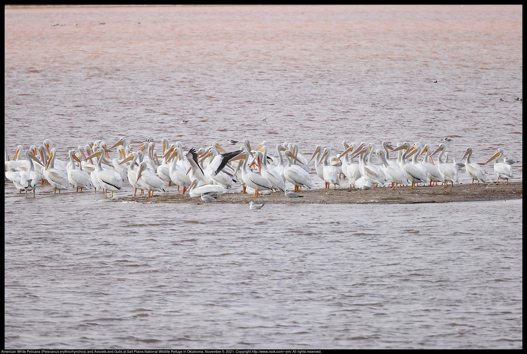 American White Pelicans (Pelecanus erythrorhynchos) and Avocets and Gulls at Salt Plains National Wildlife Refuge in Oklahoma, November 5, 2021