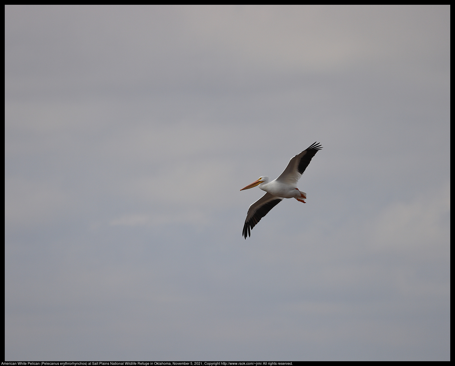 American White Pelican (Pelecanus erythrorhynchos) at Salt Plains National Wildlife Refuge in Oklahoma, November 5, 2021