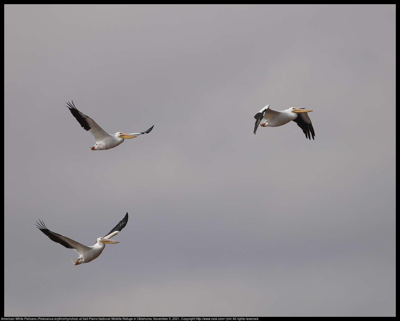 American White Pelicans (Pelecanus erythrorhynchos) at Salt Plains National Wildlife Refuge in Oklahoma, November 5, 2021