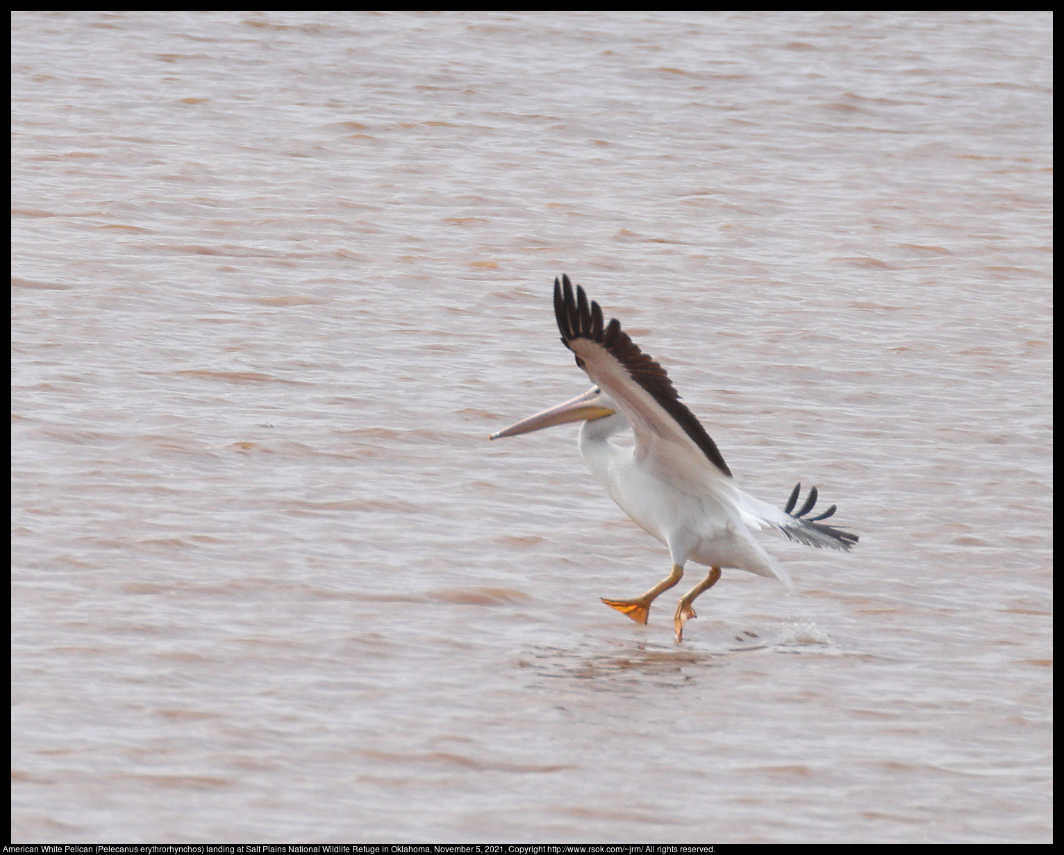 American White Pelican (Pelecanus erythrorhynchos) landing at Salt Plains National Wildlife Refuge in Oklahoma, November 5, 2021