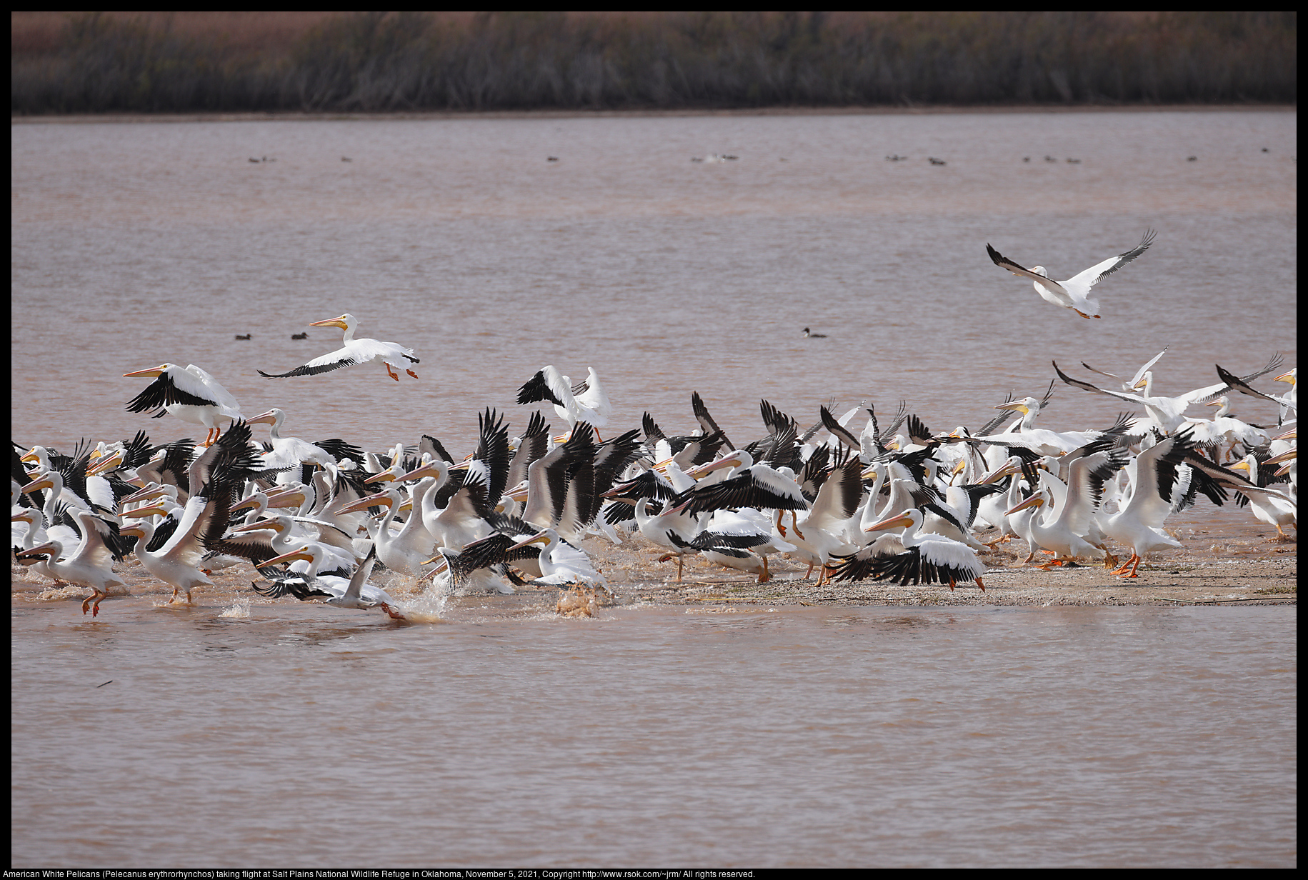 American White Pelicans (Pelecanus erythrorhynchos) taking flight at Salt Plains National Wildlife Refuge in Oklahoma, November 5, 2021