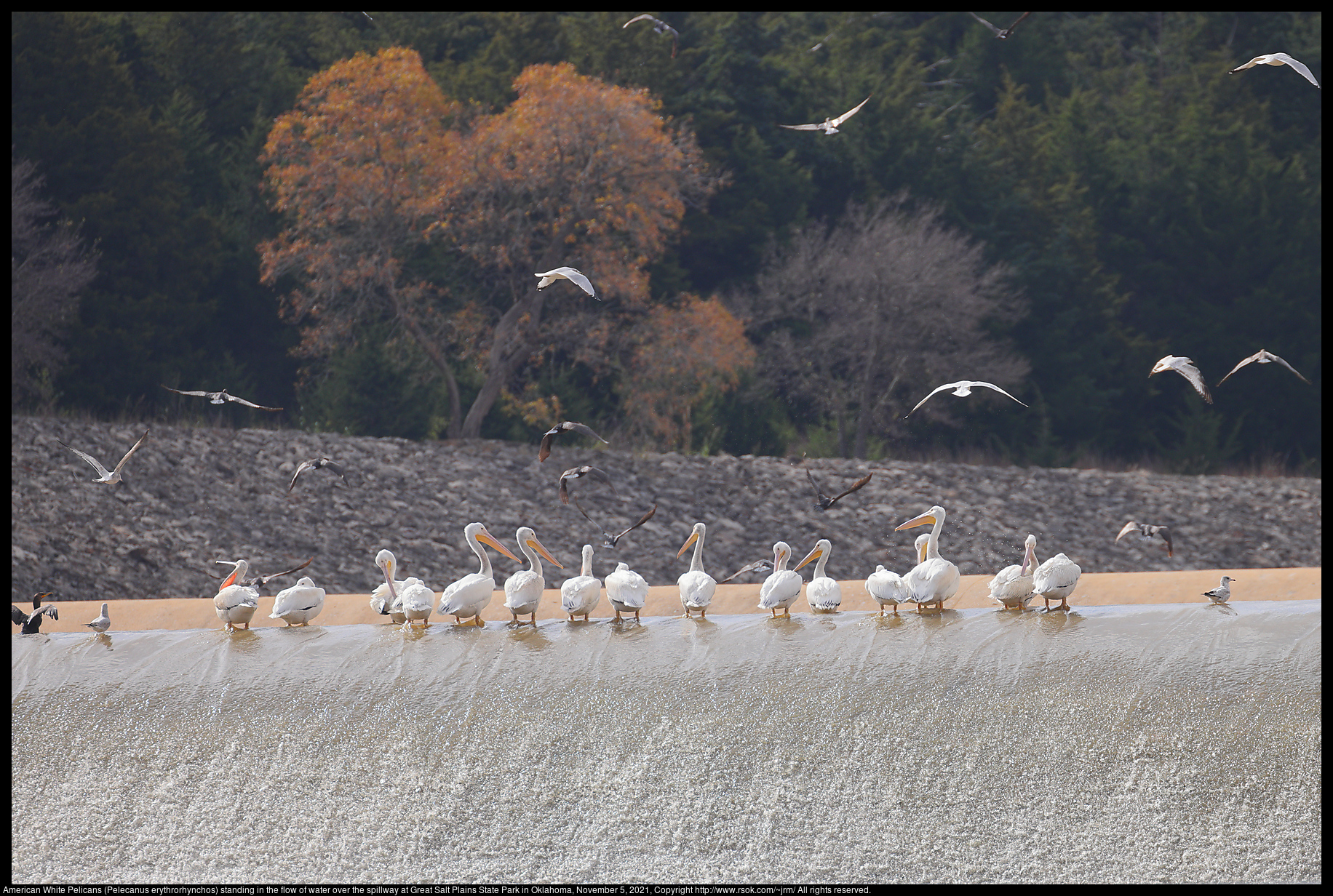 American White Pelicans (Pelecanus erythrorhynchos) standing in the flow of water over the spillway at Great Salt Plains State Park in Oklahoma, November 5, 2021
