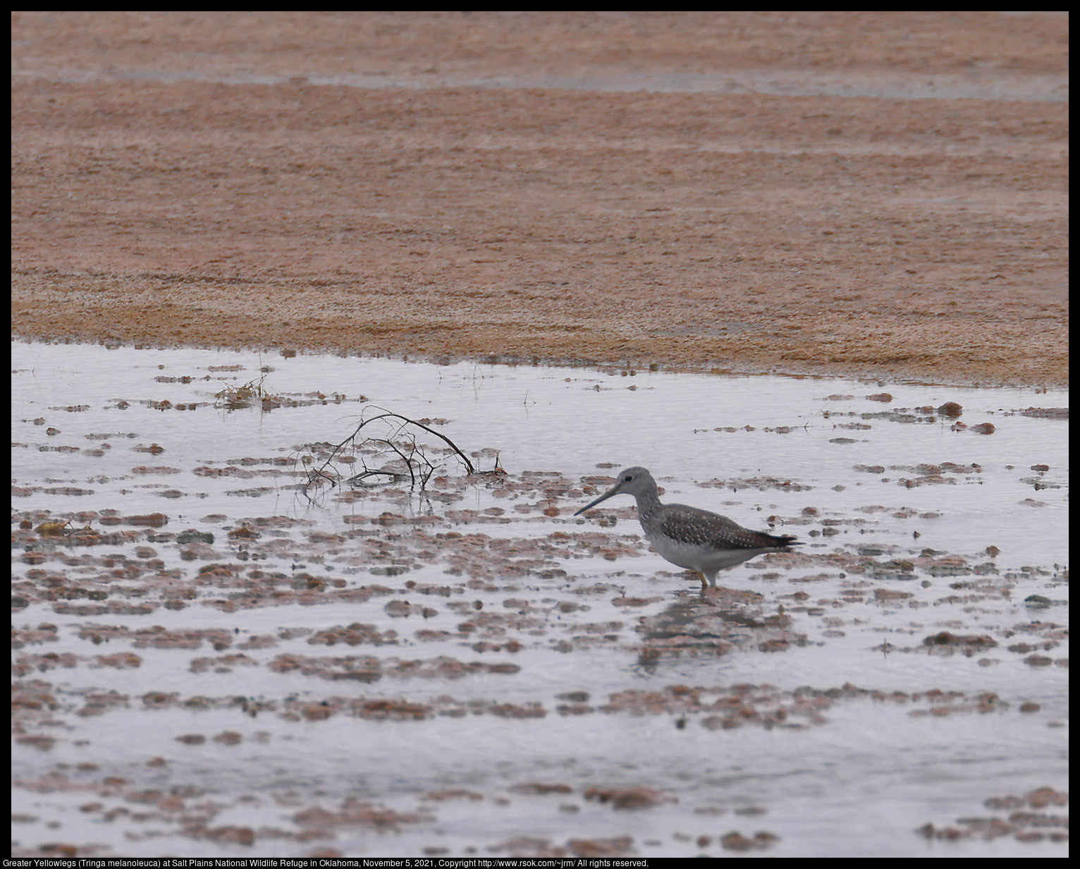 Greater Yellowlegs (Tringa melanoleuca) at Salt Plains National Wildlife Refuge in Oklahoma, November 5, 2021