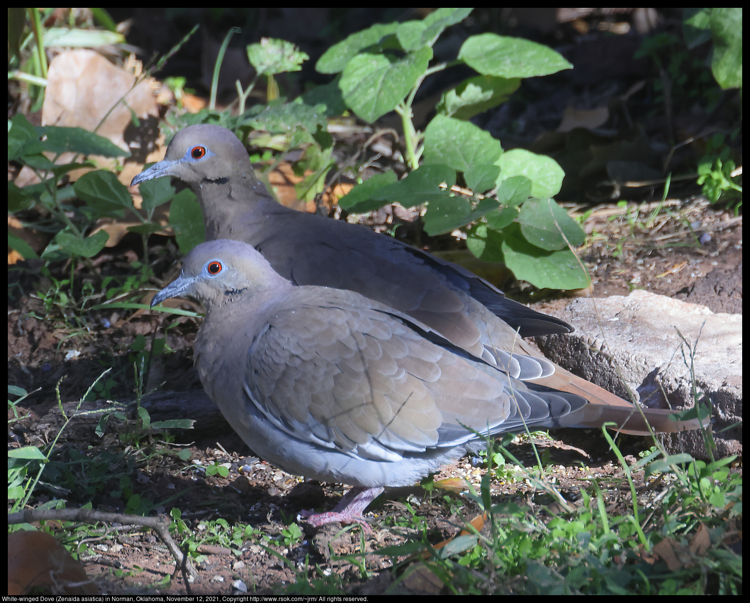 White-winged Dove (Zenaida asiatica) in Norman, Oklahoma, November 12, 2021