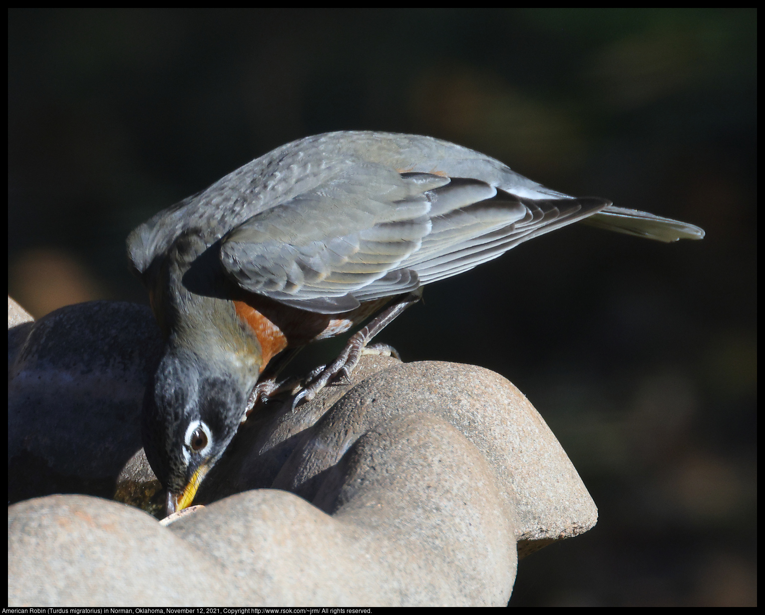 American Robin (Turdus migratorius) in Norman, Oklahoma, November 12, 2021