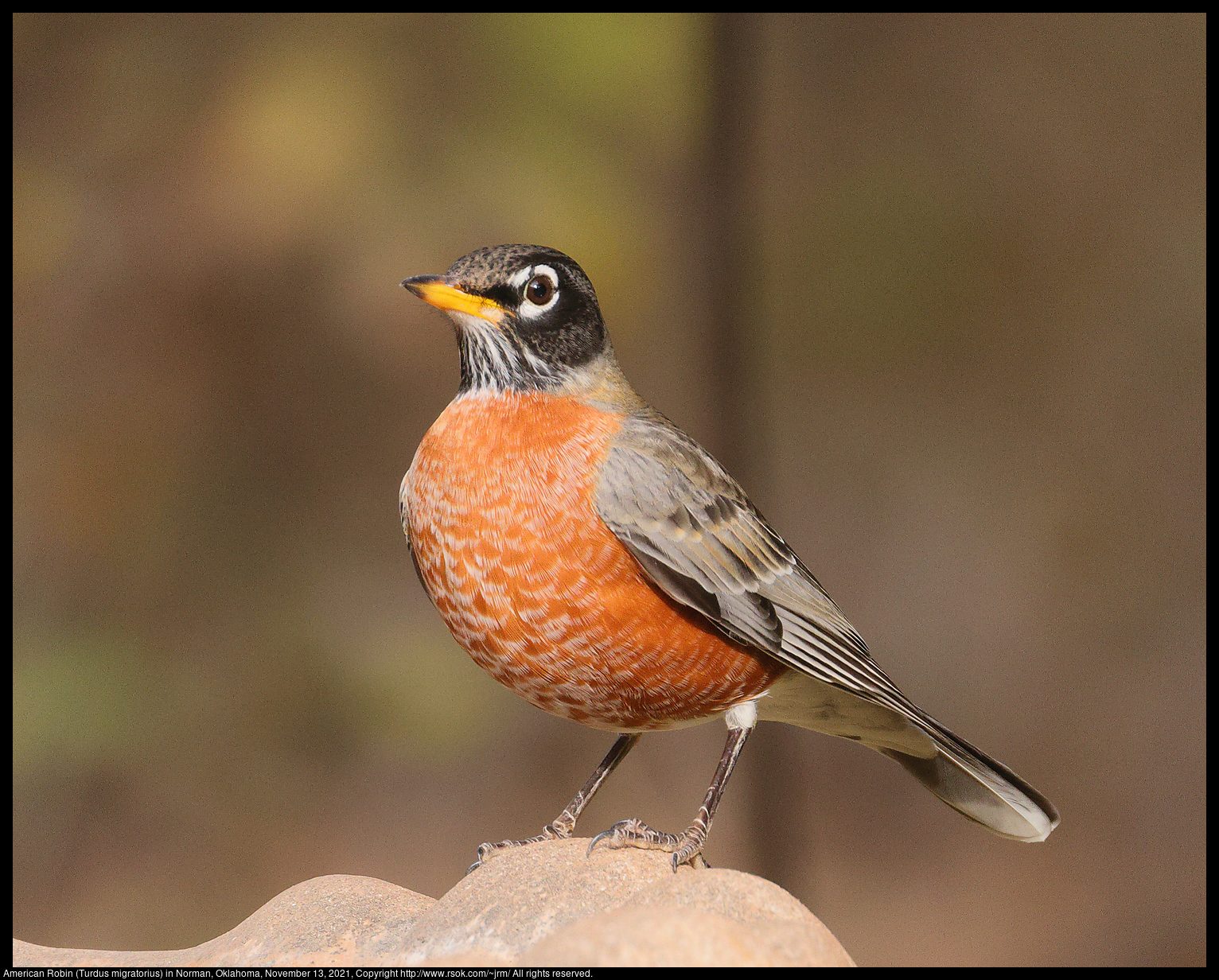 American Robin (Turdus migratorius) in Norman, Oklahoma, November 13, 2021