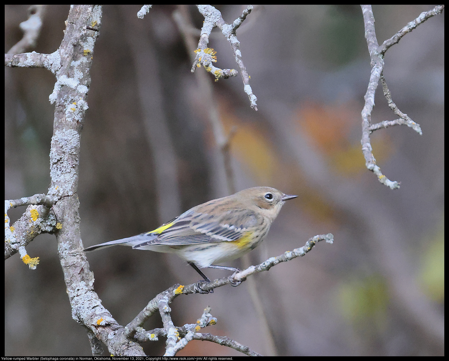 Yellow-rumped Warbler (Setophaga coronata) in Norman, Oklahoma, November 13, 2021