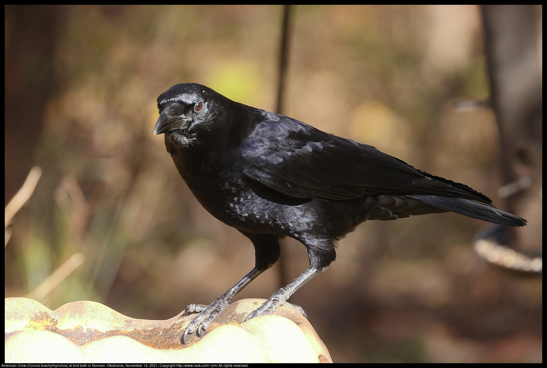 American Crow (Corvus brachyrhynchos) at bird bath in Norman, Oklahoma, November 14, 2021