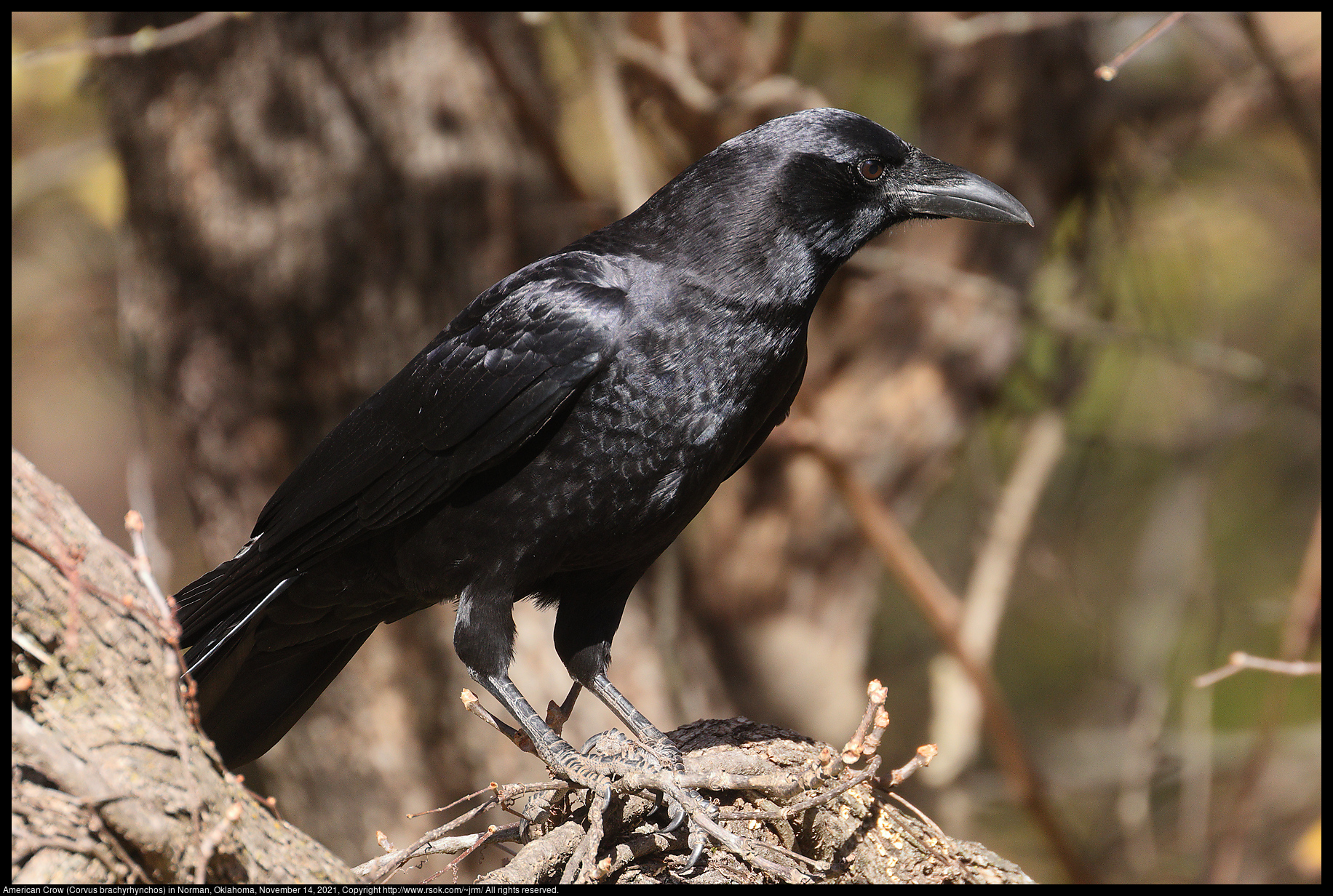 American Crow (Corvus brachyrhynchos) in Norman, Oklahoma, November 14, 2021