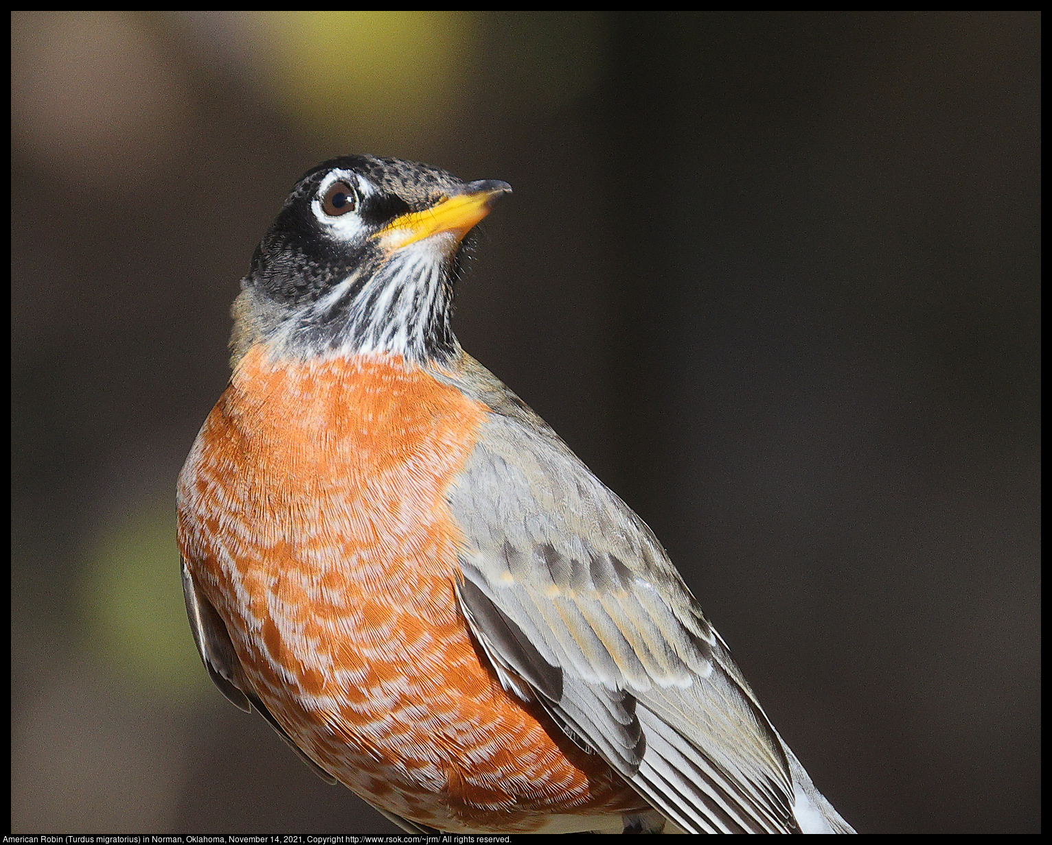 American Robin (Turdus migratorius) in Norman, Oklahoma, November 14, 2021