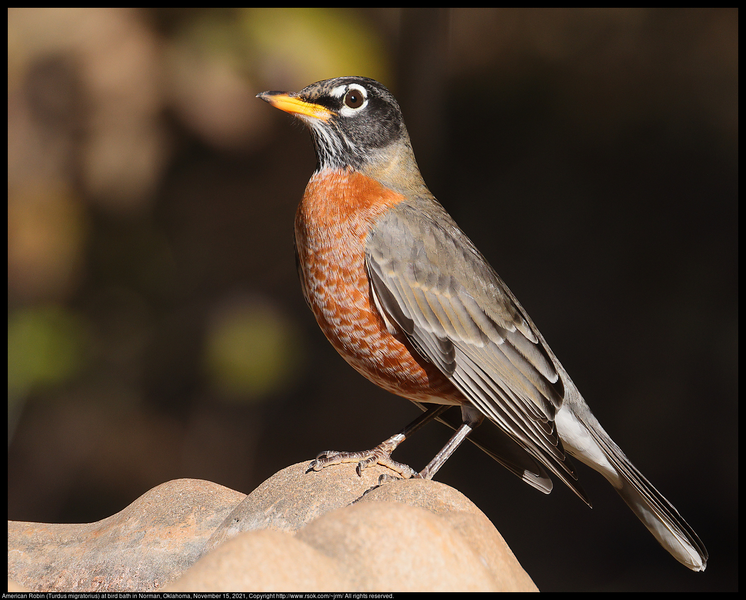 American Robin (Turdus migratorius) at bird bath in Norman, Oklahoma, November 15, 2021