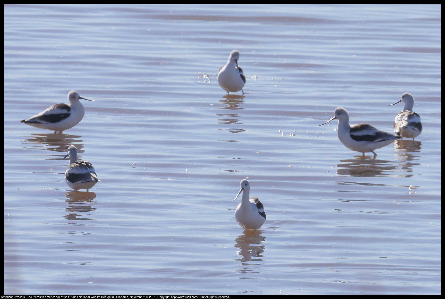 American Avocets (Recurvirostra americana) at Salt Plains National Wildlife Refuge in Oklahoma, November 18, 2021