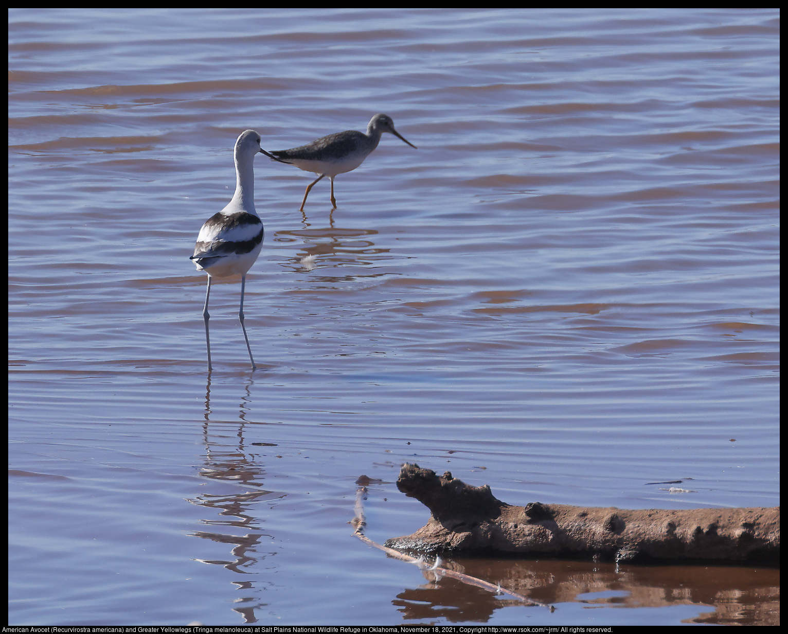 American Avocet (Recurvirostra americana) and Greater Yellowlegs (Tringa melanoleuca) at Salt Plains National Wildlife Refuge in Oklahoma, November 18, 2021