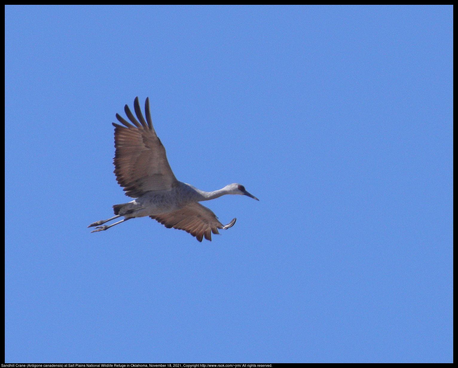 Sandhill Crane (Antigone canadensis) at Salt Plains National Wildlife Refuge in Oklahoma, November 18, 2021