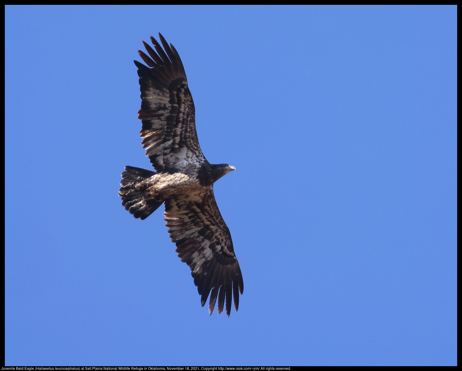 Juvenile Bald Eagle (Haliaeetus leucocephalus) at Salt Plains National Wildlife Refuge in Oklahoma, November 18, 2021