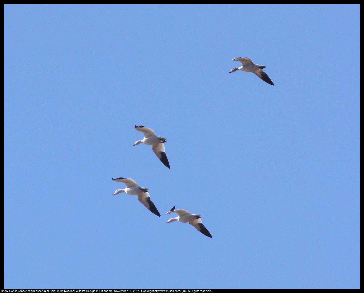 Snow Goose (Anser caerulescens) at Salt Plains National Wildlife Refuge in Oklahoma, November 18, 2021