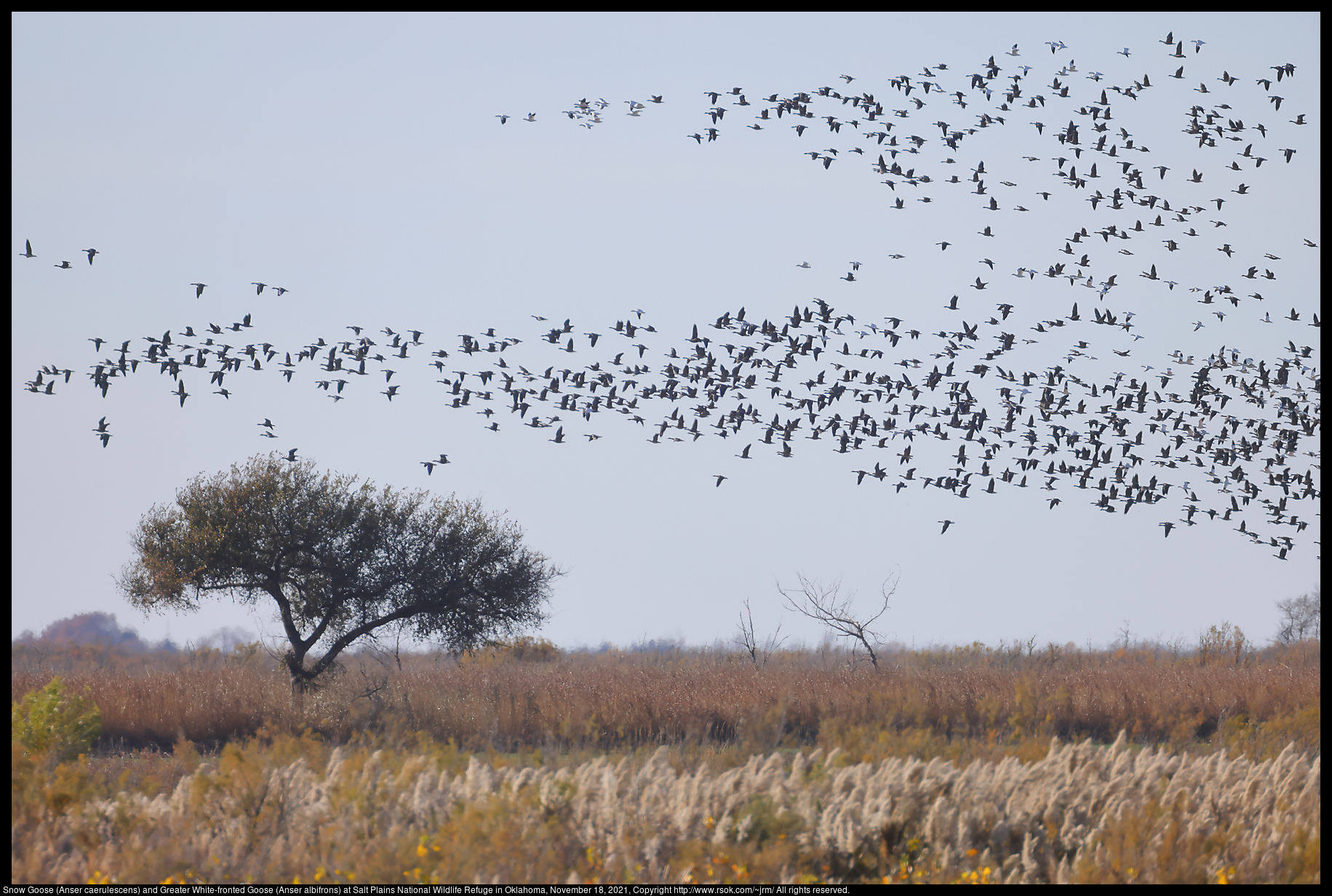 Snow Goose (Anser caerulescens) and Greater White-fronted Goose (Anser albifrons) at Salt Plains National Wildlife Refuge in Oklahoma, November 18, 2021