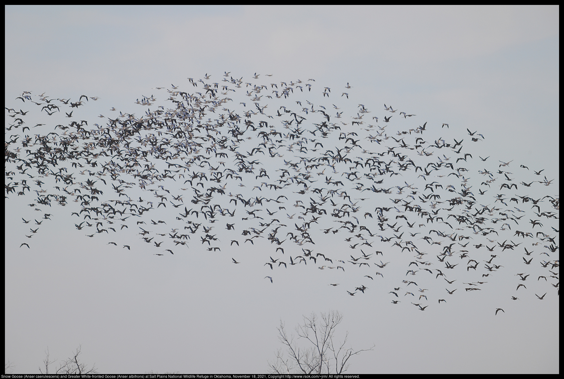 Snow Goose (Anser caerulescens) and Greater White-fronted Goose (Anser albifrons) at Salt Plains National Wildlife Refuge in Oklahoma, November 18, 2021