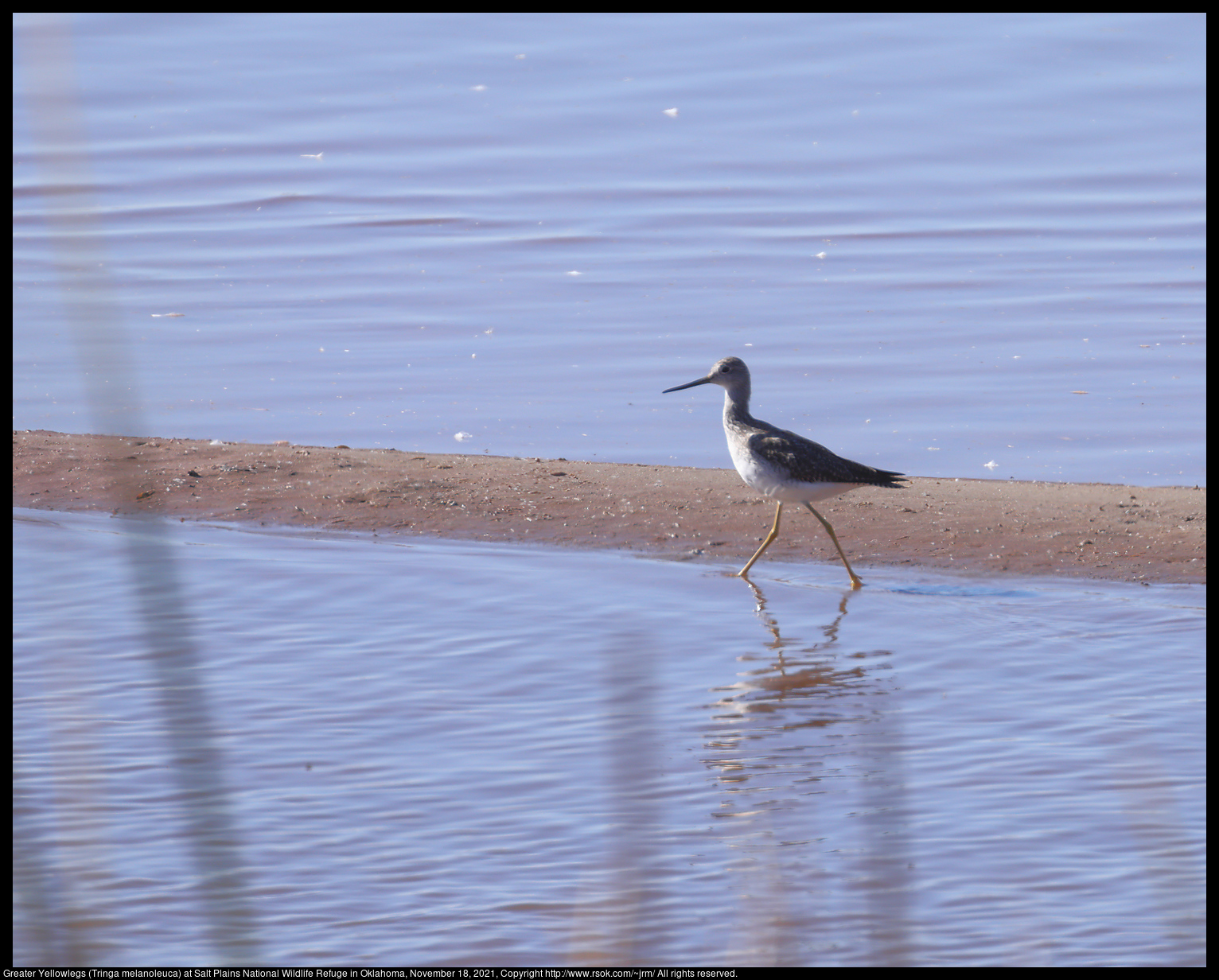 Greater Yellowlegs (Tringa melanoleuca) at Salt Plains National Wildlife Refuge in Oklahoma, November 18, 2021