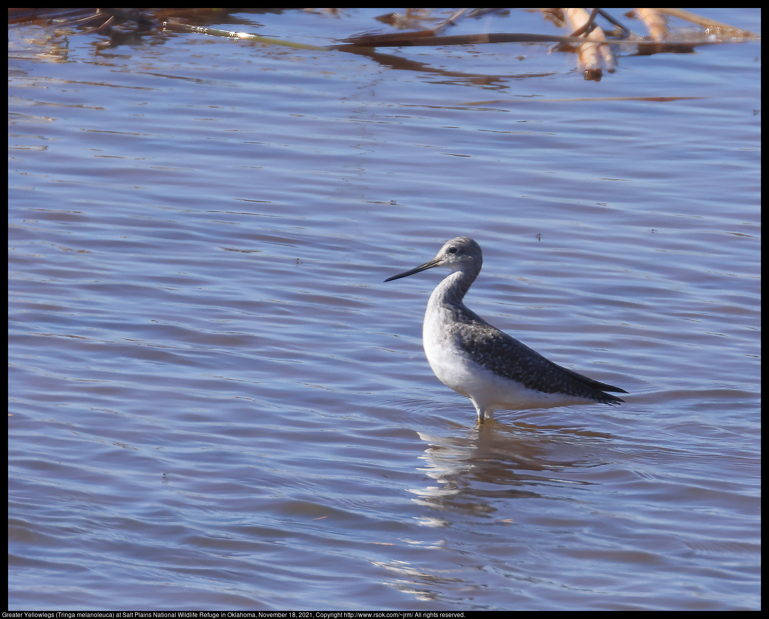 Greater Yellowlegs (Tringa melanoleuca) at Salt Plains National Wildlife Refuge in Oklahoma, November 18, 2021