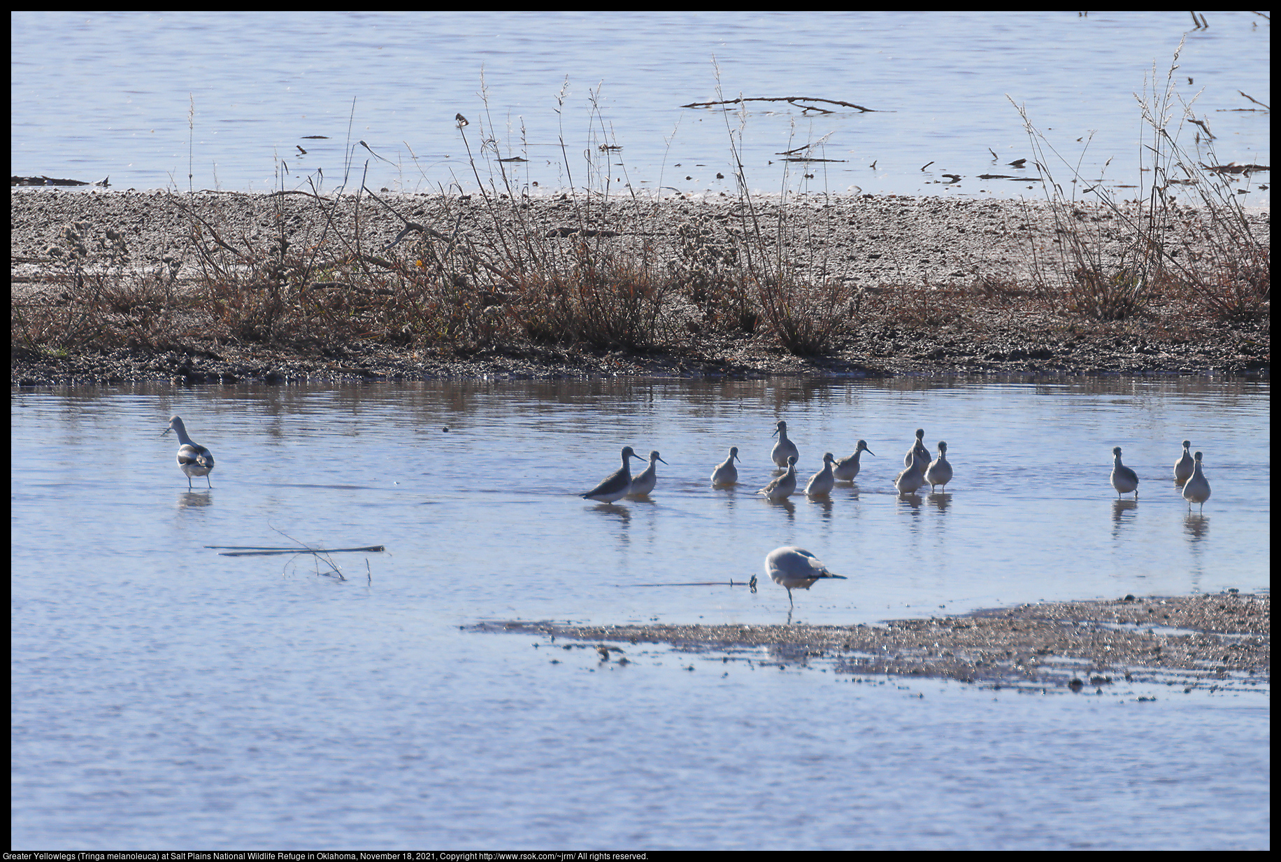 Greater Yellowlegs (Tringa melanoleuca) at Salt Plains National Wildlife Refuge in Oklahoma, November 18, 2021