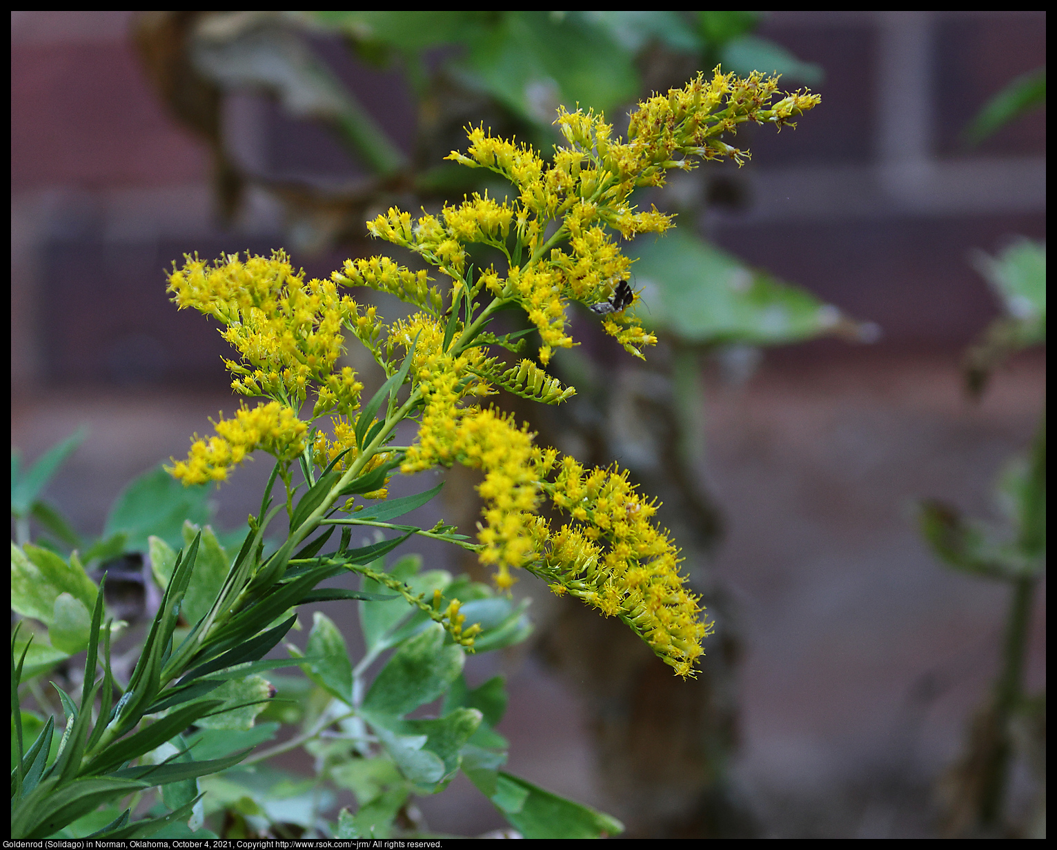 Goldenrod (Solidago) in Norman, Oklahoma, October 4, 2021