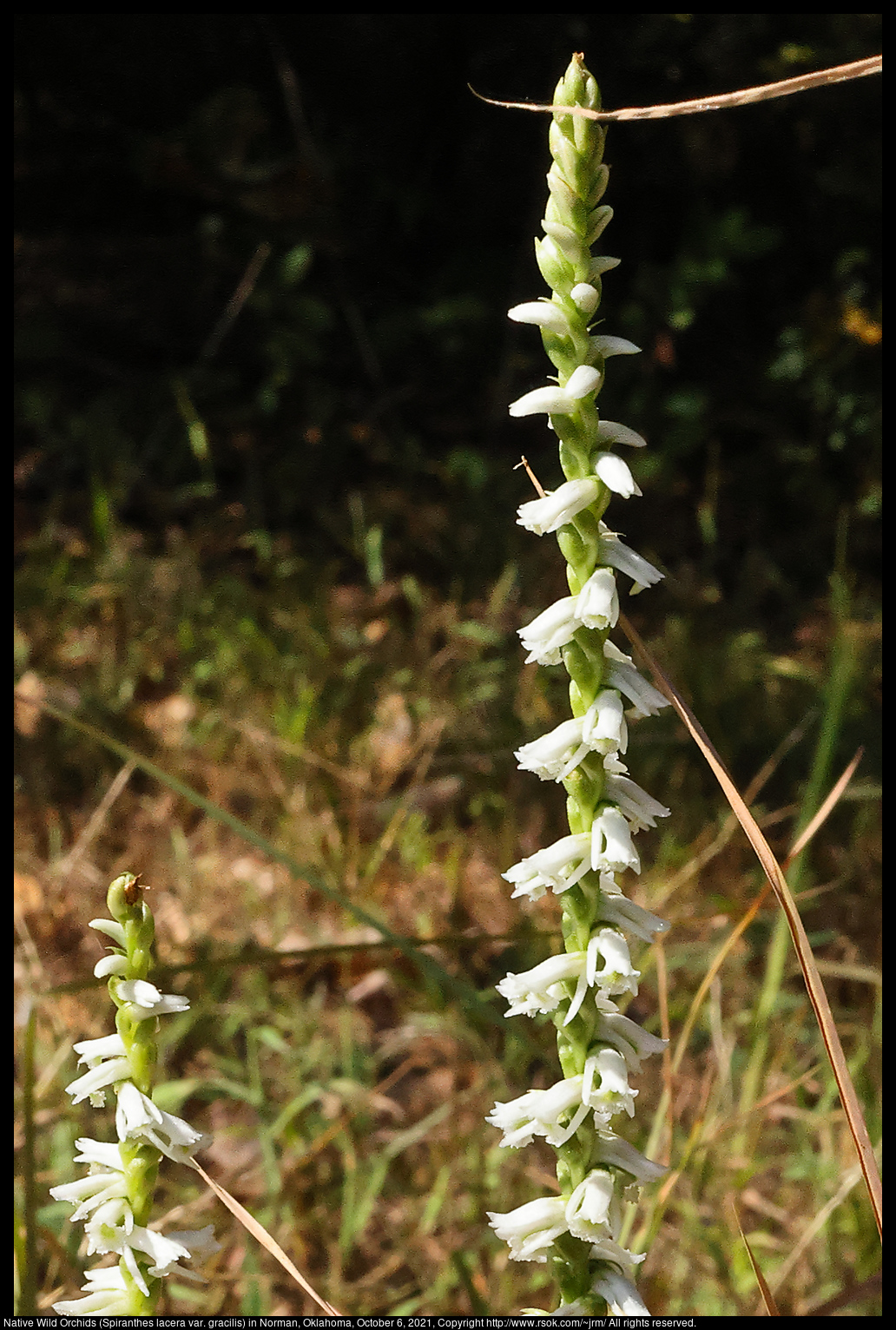 Native Wild Orchids (Spiranthes lacera var. gracilis) in Norman, Oklahoma, October 6, 2021