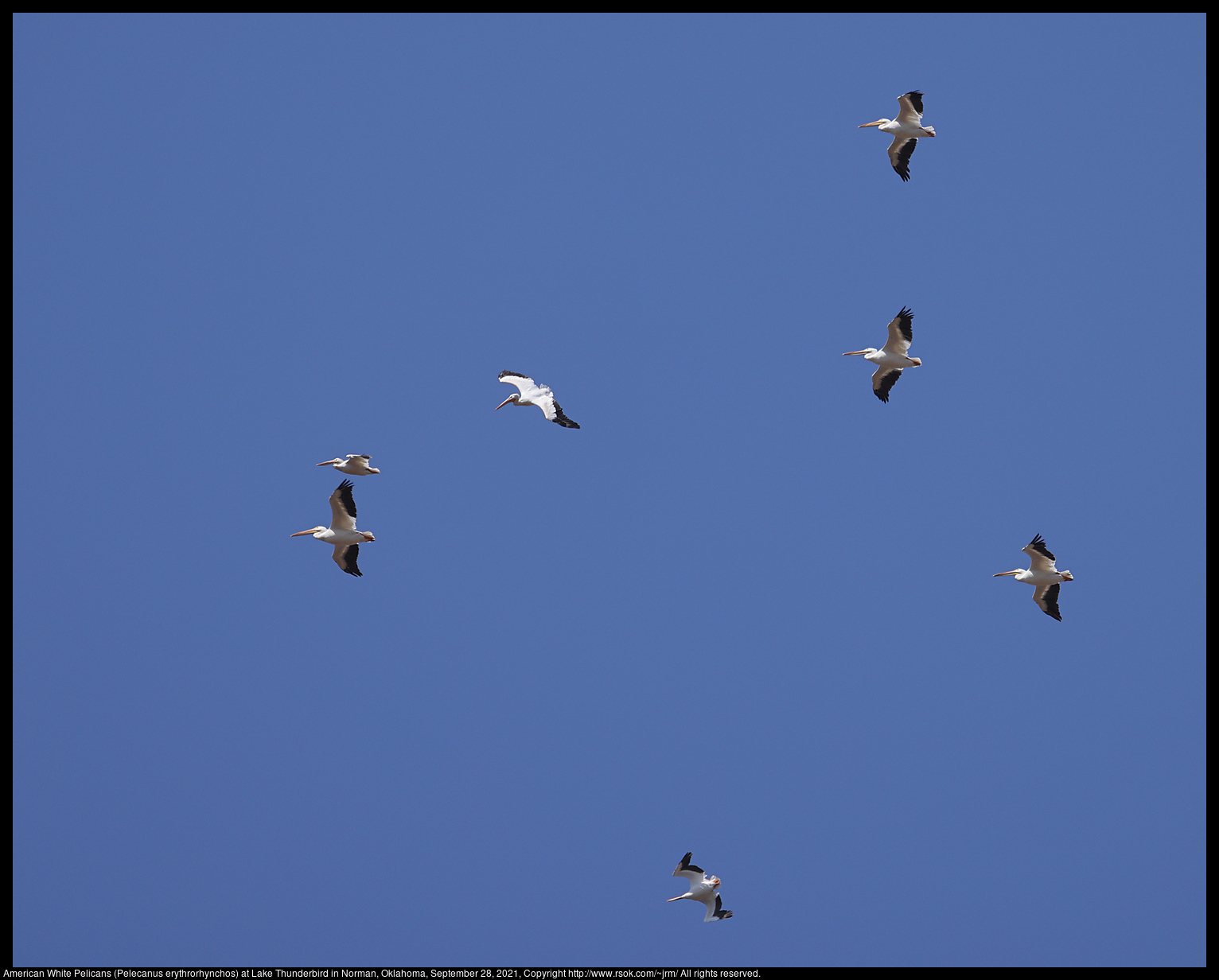 American White Pelicans (Pelecanus erythrorhynchos) at Lake Thunderbird in Norman, Oklahoma, September 28, 2021