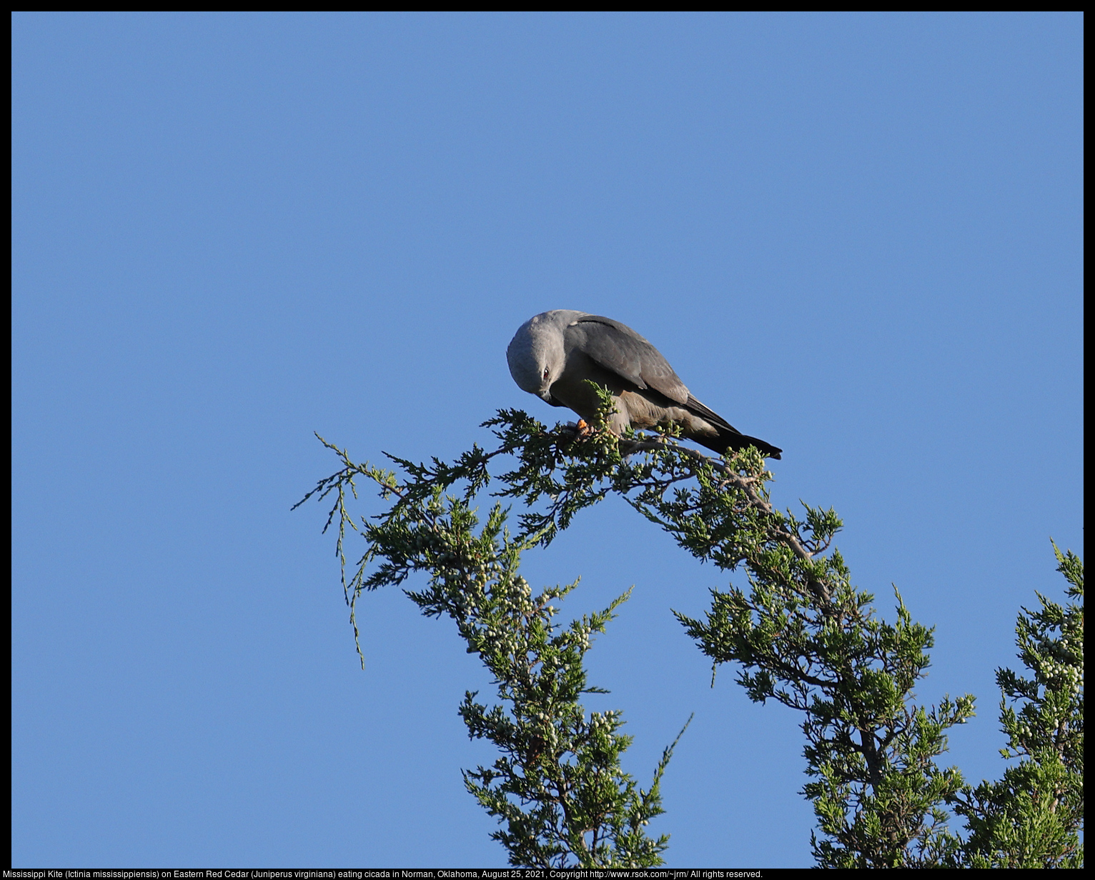 Mississippi Kite (Ictinia mississippiensis) on Eastern Red Cedar (Juniperus virginiana) eating cicada in Norman, Oklahoma, August 25, 2021