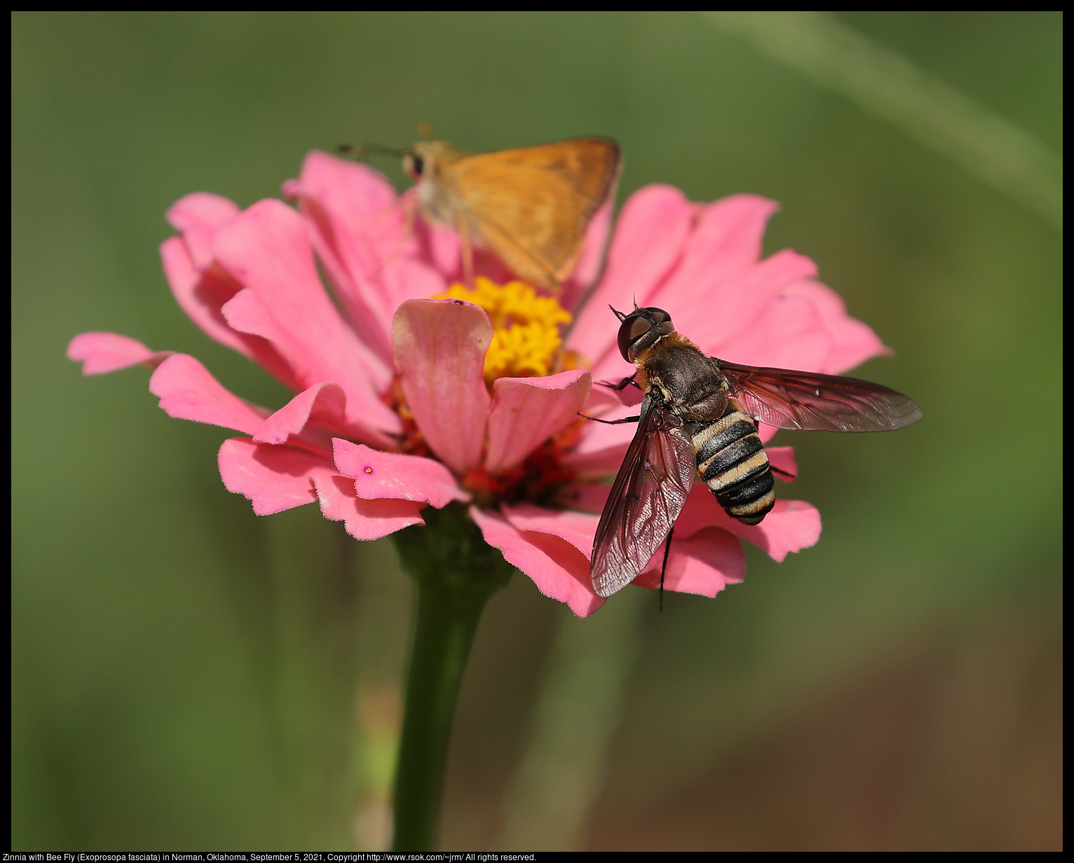 Zinnia with Bee Fly (Exoprosopa fasciata) in Norman, Oklahoma, September 5, 2021