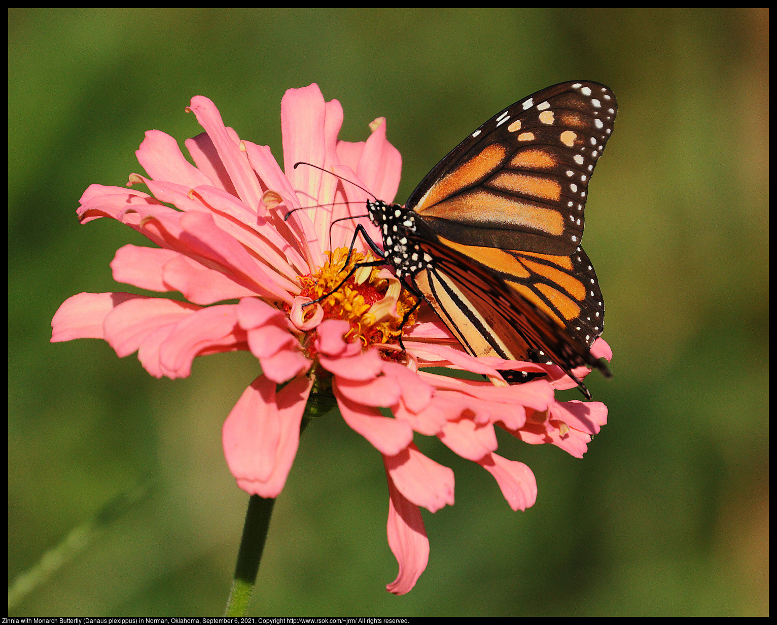 Zinnia with Monarch Butterfly (Danaus plexippus) in Norman, Oklahoma, September 6, 2021