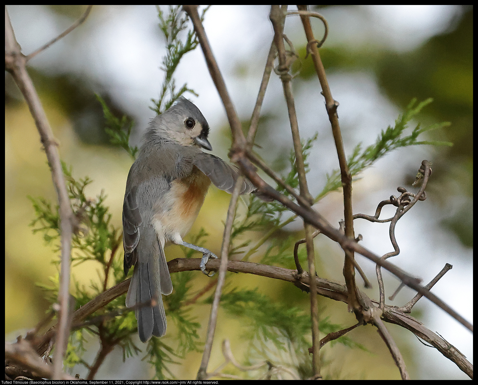 Tufted Titmouse (Baeolophus bicolor) in Oklahoma, September 11, 2021