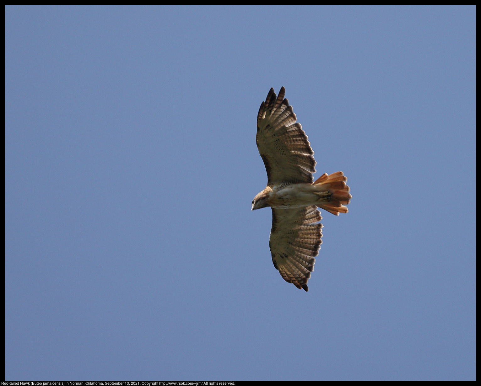 Red-tailed Hawk (Buteo jamaicensis) in Norman, Oklahoma, September 13, 2021