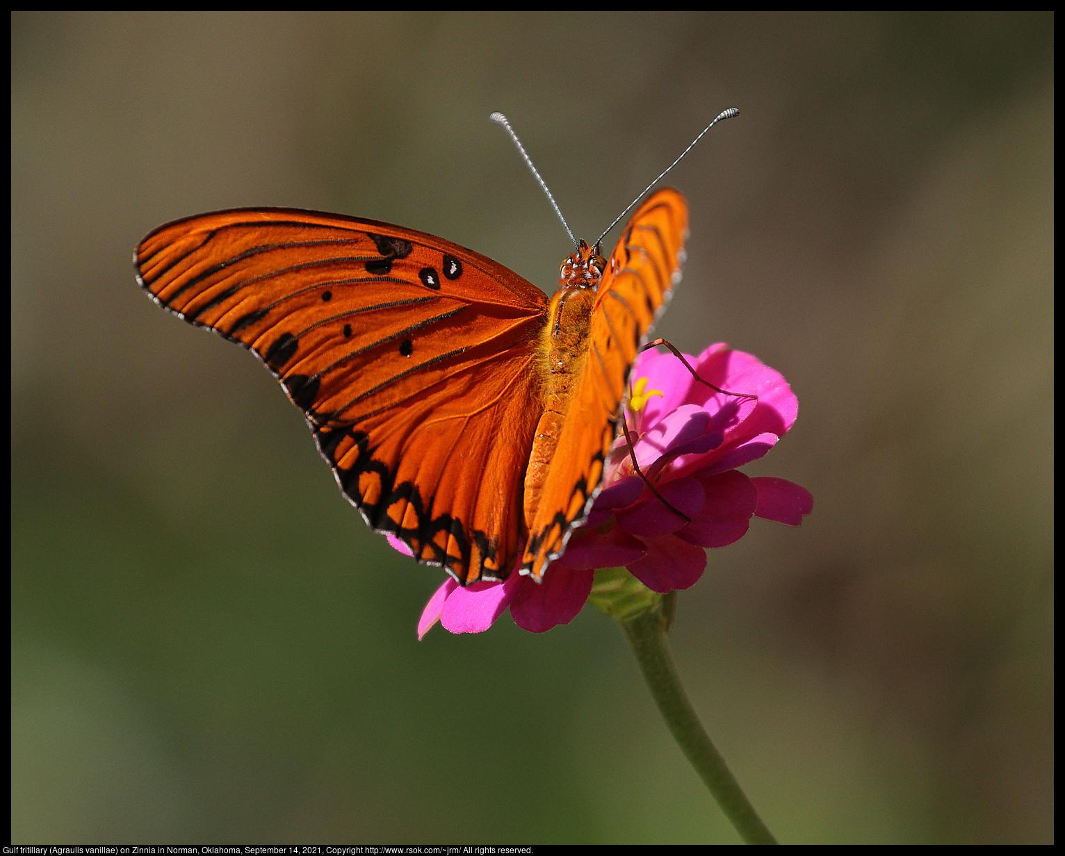 Gulf fritillary (Agraulis vanillae) on Zinnia in Norman, Oklahoma, September 14, 2021