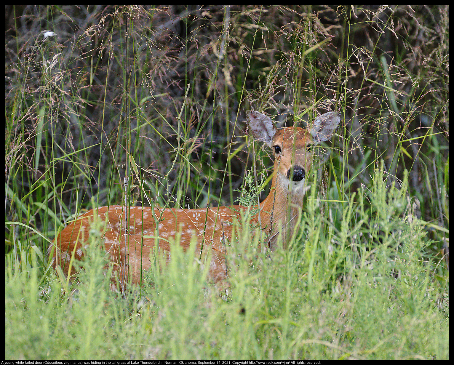 A young white-tailed deer (Odocoileus virginianus) was hiding in the tall grass at Lake Thunderbird in Norman, Oklahoma, September 14, 2021