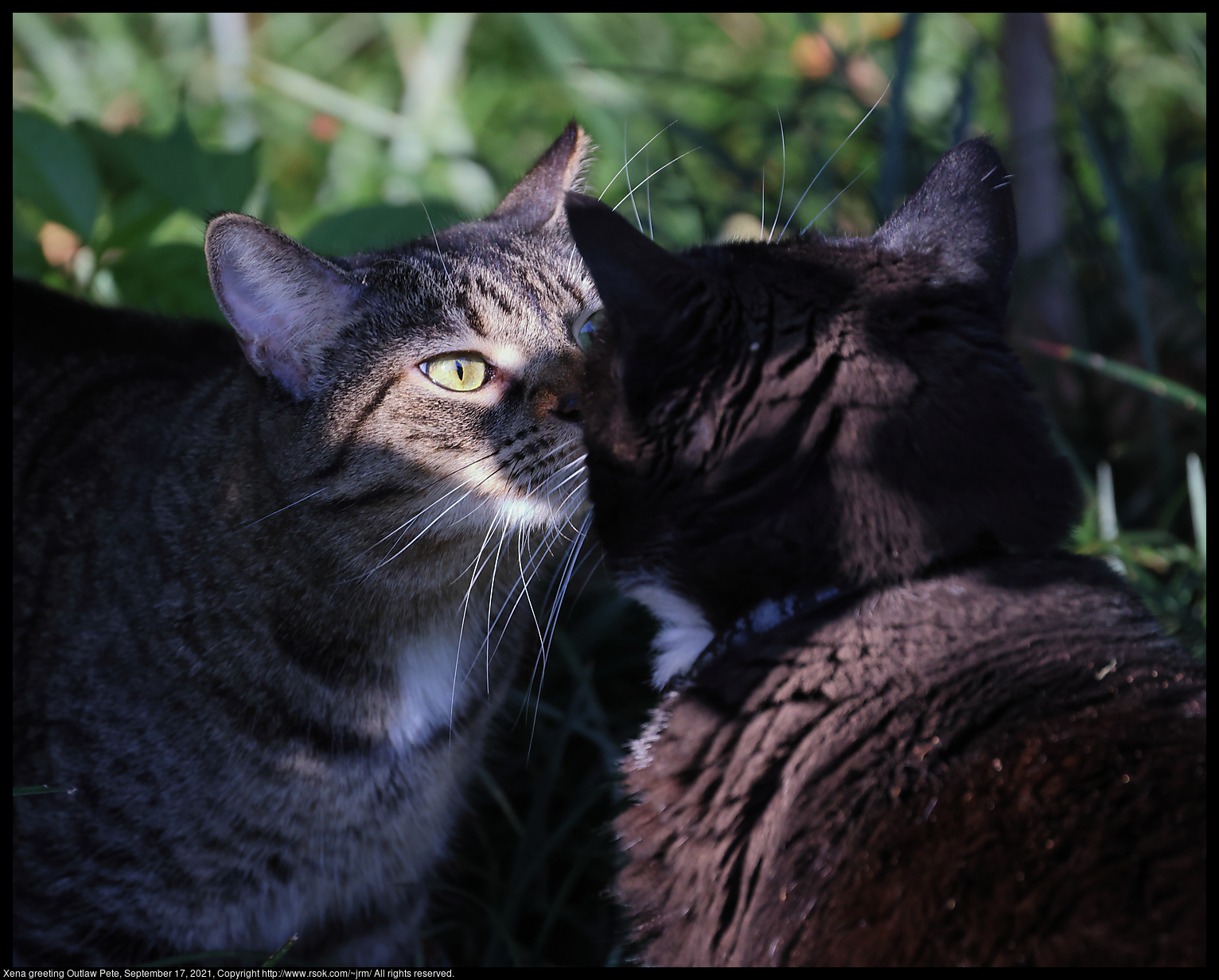 Xena greeting Outlaw Pete, September 17, 2021